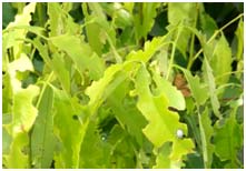लीची के पौधों में लगे हैं पत्ती छेदक कीट, अपनाएं यह उपाय
