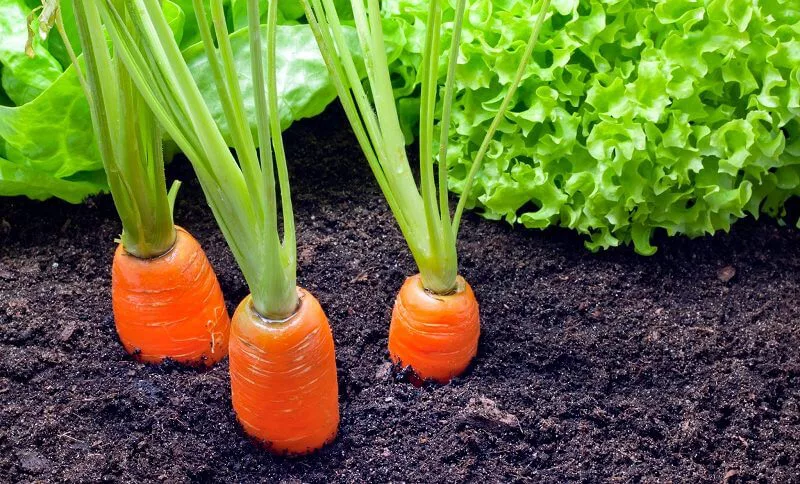 गाजर की खेती के लिए प्रमुख बातें