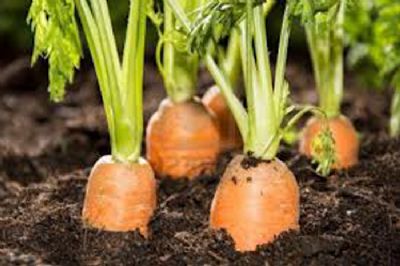गाजर की बेहतर फसल के लिए इस तरह करें खेत की तैयारी