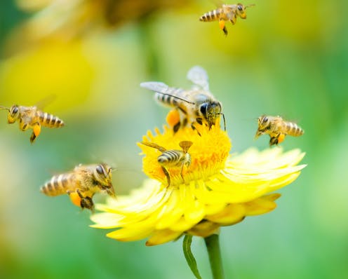 फसलों की बेहतर उत्पादन में सहायक मधुमक्खियां