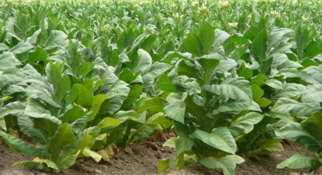 तंबाकू की खेती के लिए खेत की तैयारी
