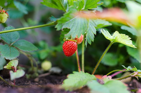 स्ट्रॉबेरी की खेती से होगी लाखों की कमाई