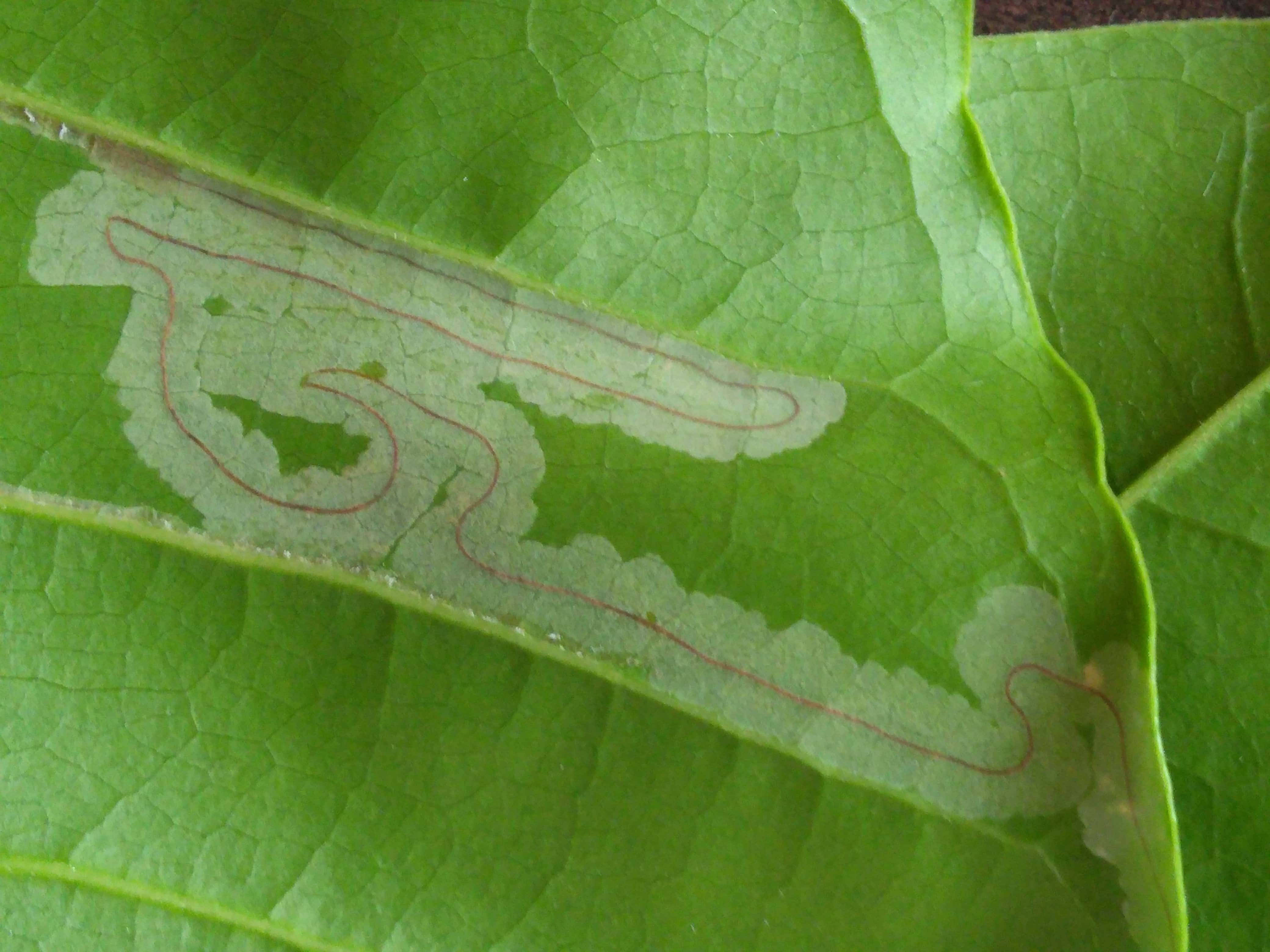 मिर्च के पौधों को पत्ती सुरंगी कीट से बचाने का सबसे सटीक उपाय
