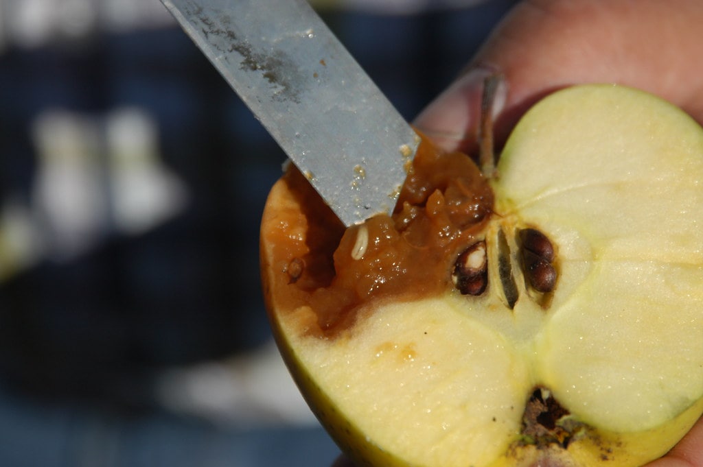 सब्जियों की फसल में फल मक्खी पर नियंत्रण का सबसे अचूक उपाय