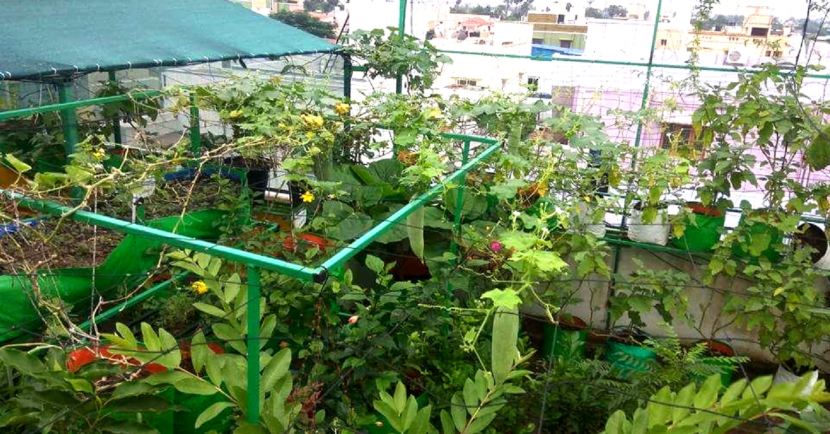 किचन गार्डनिंग : घर की बगिया से ऐसे होगी सब्जियों की पूर्ति