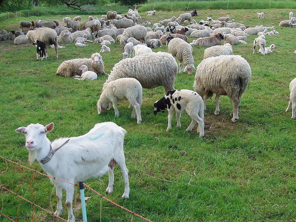बकरी और भेड़ पालन के लिए मिलेगी 90% तक सब्सिडी