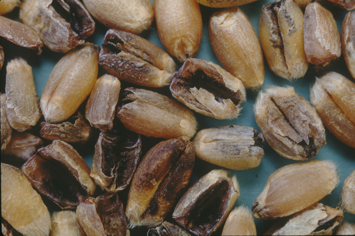 गेहूं की फसल में करनाल बंट रोग पर नियंत्रण के सटीक उपाय