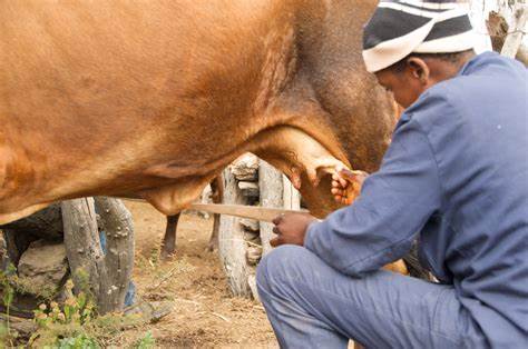 पशुओं के थन से अपने आप दूध निकलने की समस्या पर नियंत्रण