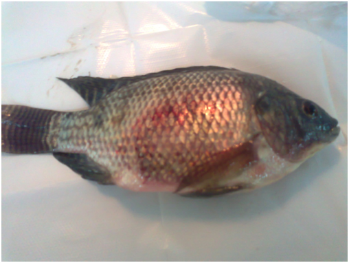 मछली पालन : मछलियों में होने वाले रोग, लक्षण एवं उपचार
