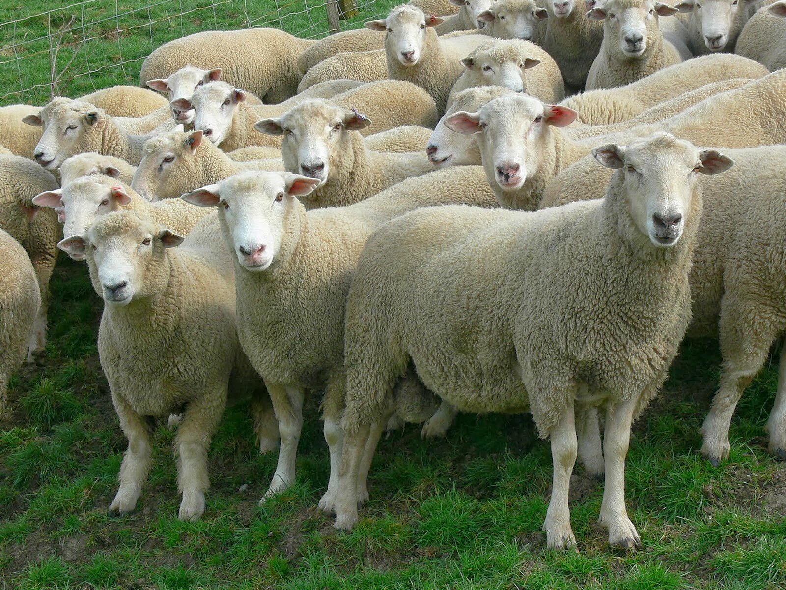 भेड़ पालन : किसानों की आय में वृद्धि लाए