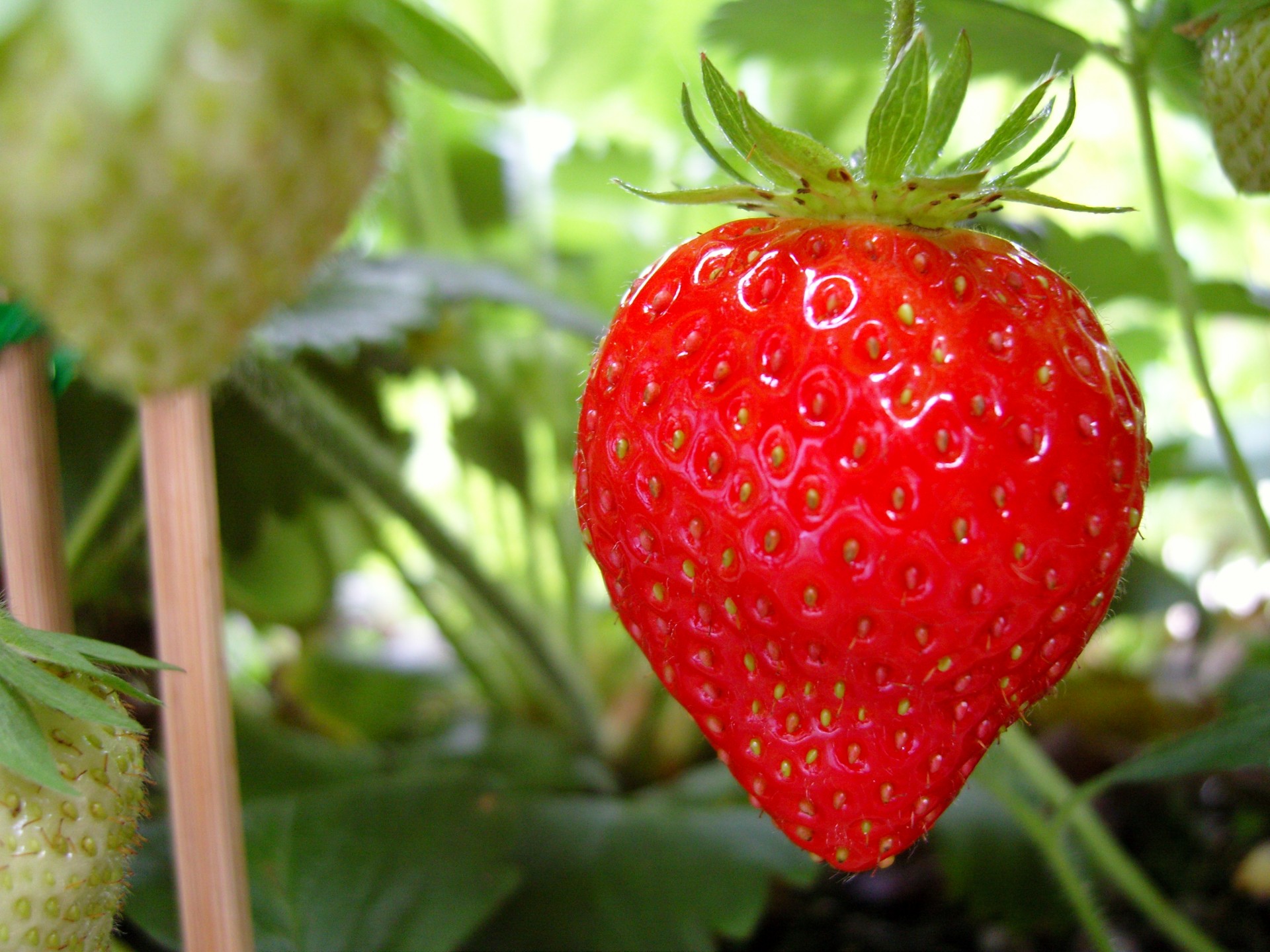स्ट्रॉबेरी की खेती बन रही है अजीविका का साधन, जानें इसकी खेती के फायदे