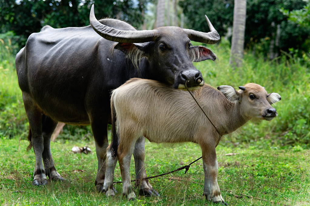 पशु किसान क्रेडिट कार्ड योजना : पशु पालन के लिए प्राप्त करें लोन