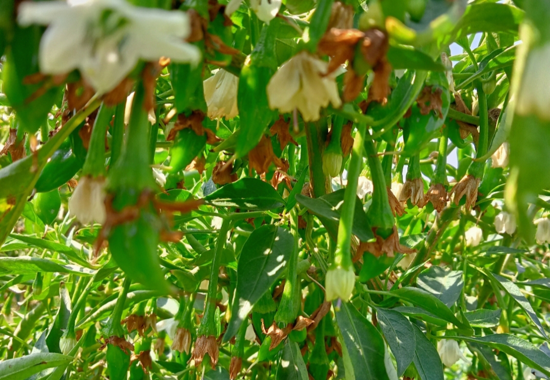 मिर्च के फूलों को झड़ने एवं फलों का विकृत होने से बचाने के सटीक उपाय