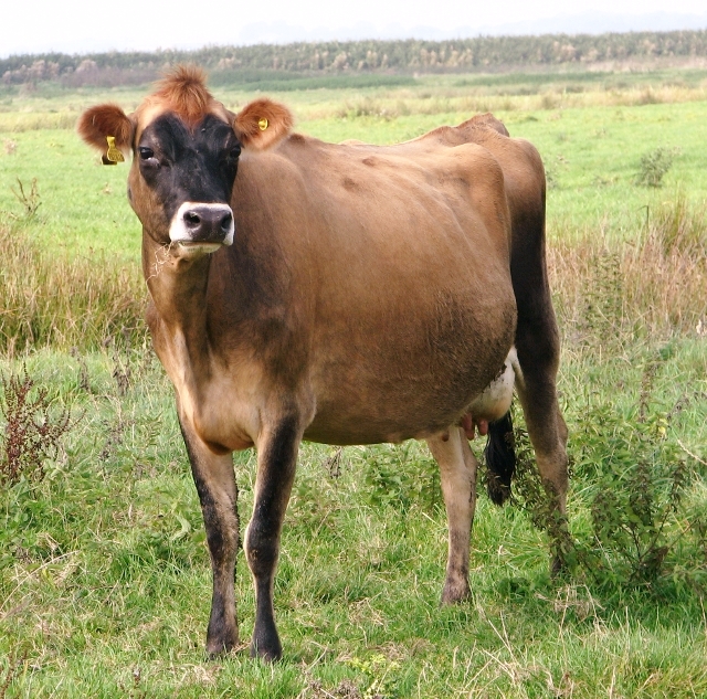 जर्सी गाय : जानें इसकी पहचान एवं विशेषताएं