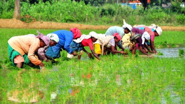 भूमिहीन कृषि मजदूर न्याय योजना: किसानों को मिलेगी आर्थिक मदद