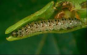 मूंग में फली छेदक कीट का प्रकोप और रोकथाम के उचित उपाय
