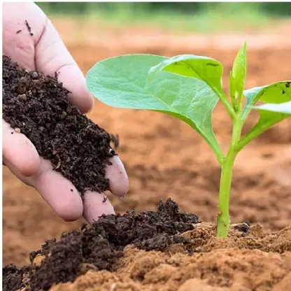 मिट्टी में घटते जैविक कार्बन कहीं कर न दें फसलों की पैदावार कम