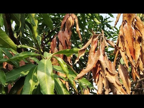आम के वृक्षों में डाईबैक रोग