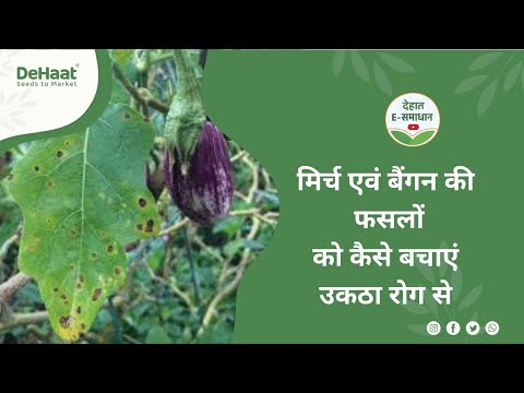 मिर्च एवं बैंगन की फसलों को उकठा रोग से बचाएं