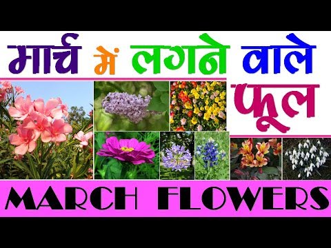 मार्च महीने में करें इन फूलों की खेती
