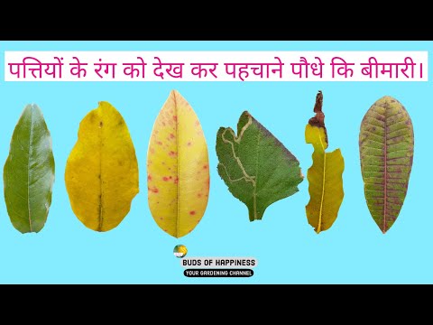 पत्तियों के रंग से पहचानें पौधों का स्वास्थ्य